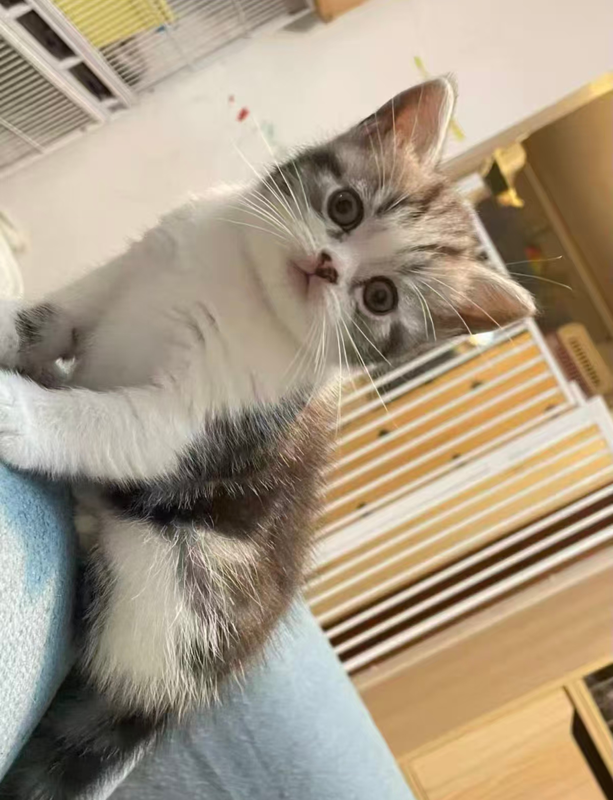 美短起司妹妹 活泼可爱 正开脸 性格粘人活泼